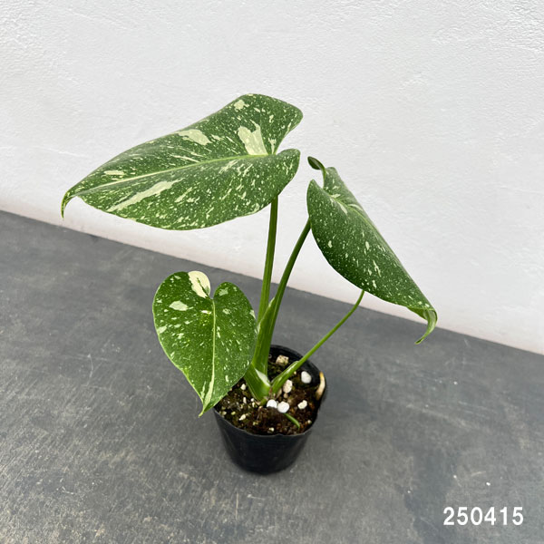 園芸ネット本店｜モンステラ：タイコンステレーション 3号ポット* の