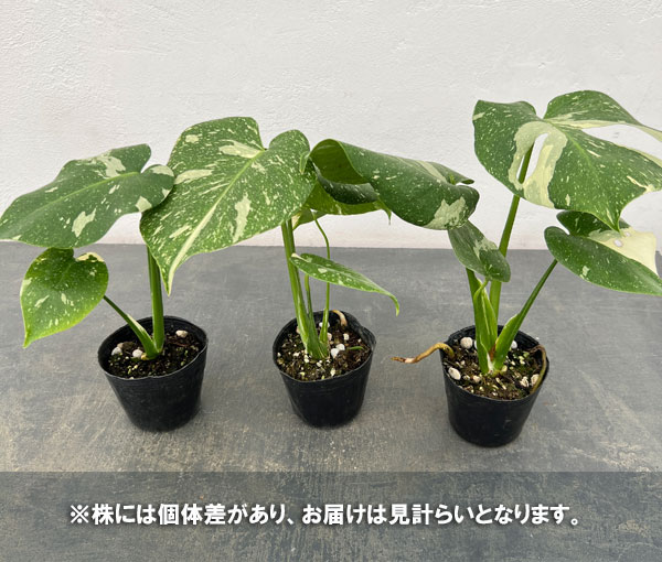 園芸ネット本店｜モンステラ：タイコンステレーション 3号ポット* の