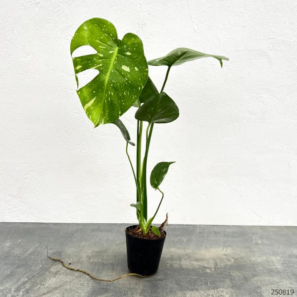 園芸ネット本店｜モンステラ：タイコンステレーション 3号ポット* の