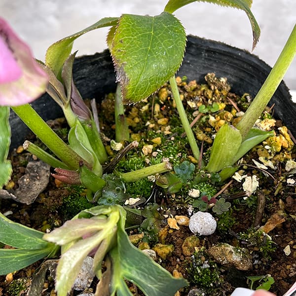 園芸ネット本店｜松村ナーセリーさんのクリスマスローズ：25-35ダブル