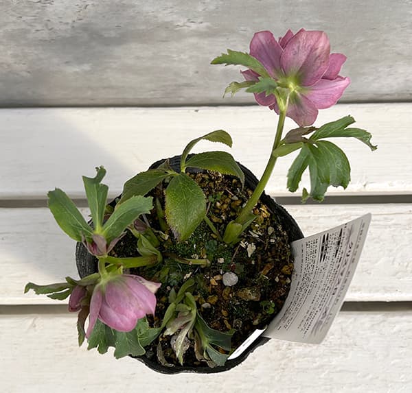 園芸ネット本店｜松村ナーセリーさんのクリスマスローズ：25-35ダブル