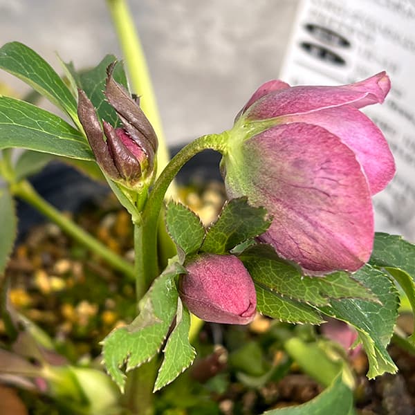 園芸ネット本店｜松村ナーセリーさんのクリスマスローズ：25-35ダブル