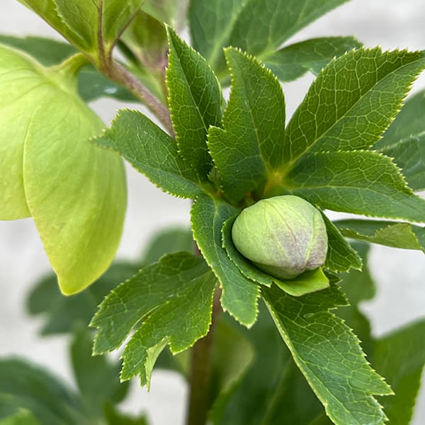 園芸ネット本店｜若泉ファームさんのクリスマスローズ：25-35シングル