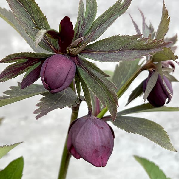 園芸ネット本店｜若泉ファームさんのクリスマスローズ：25-73雅