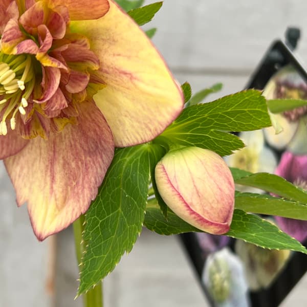 園芸ネット本店｜クリスマスローズ：セレクトセミダブル25-17／1.5L