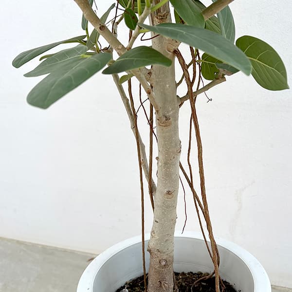 園芸ネット本店｜フィカス：ベンガレンシス 8号鉢植え の通販【公式】