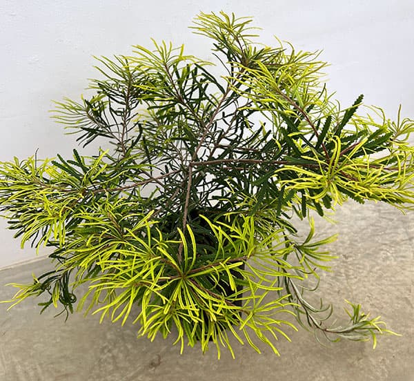 園芸ネット本店｜バンクシア：ヘアピンバンクシア7号ポット の通販【公式】