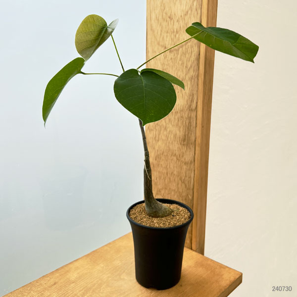 園芸ネット本店｜プセウドボンバックス：エリプチクム 3.5号鉢植え の