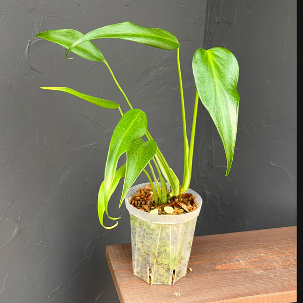 園芸ネット本店｜モンステラ：バールマルクスフレーム 4号ねこチップ