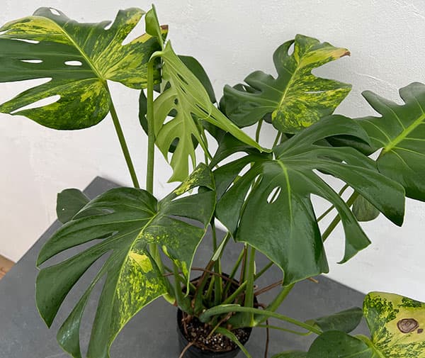 園芸ネット本店｜モンステラ：デリシオーサ 黄斑入り（実生株） 5号24