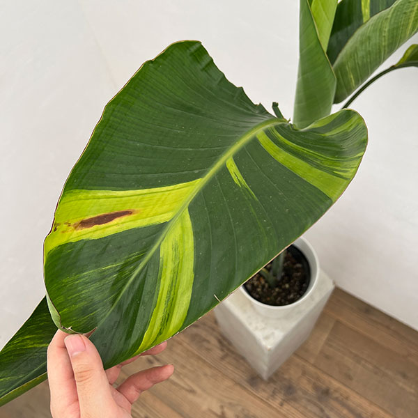 園芸ネット本店｜ストレリチア：オーガスタ（斑入り）6号鉢入り の通販