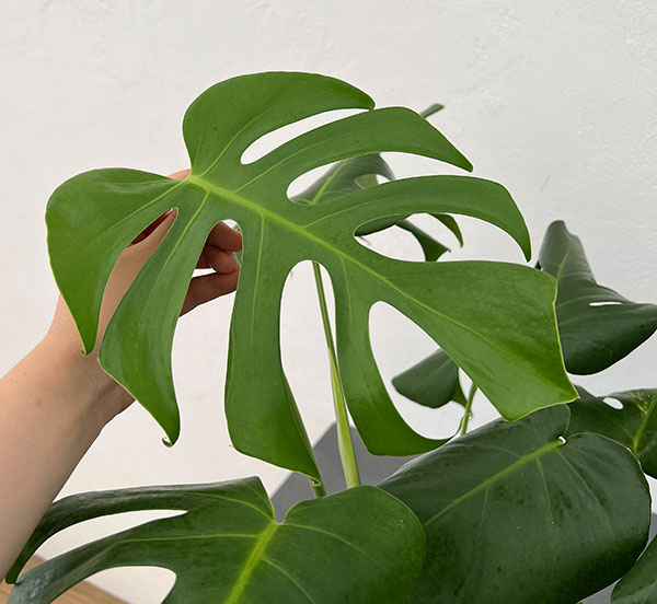 園芸ネット本店｜モンステラ：デリシオーサ 斑入り（実生株） 5号24-02