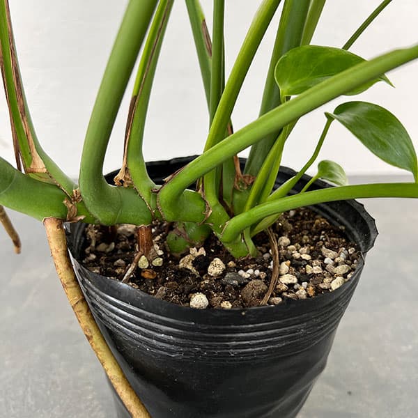 園芸ネット本店｜モンステラ：デリシオーサ 斑入り（実生株） 5号24-02