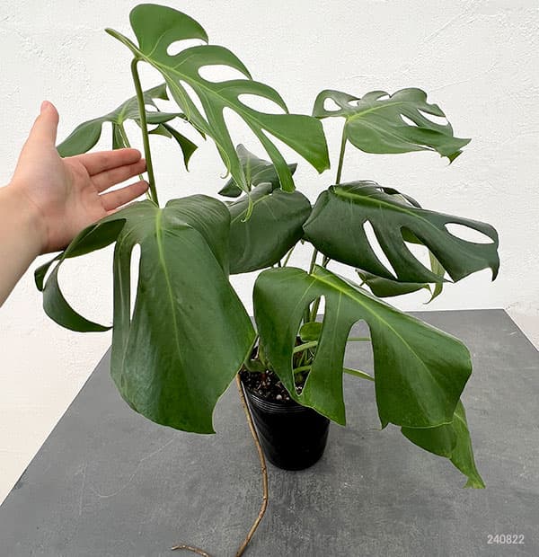 園芸ネット本店｜モンステラ：デリシオーサ 斑入り（実生株） 5号24-02