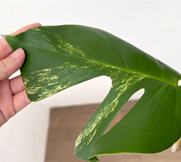 園芸ネット本店｜モンステラ：デリシオーサ 斑入り（実生株） 5号24-02