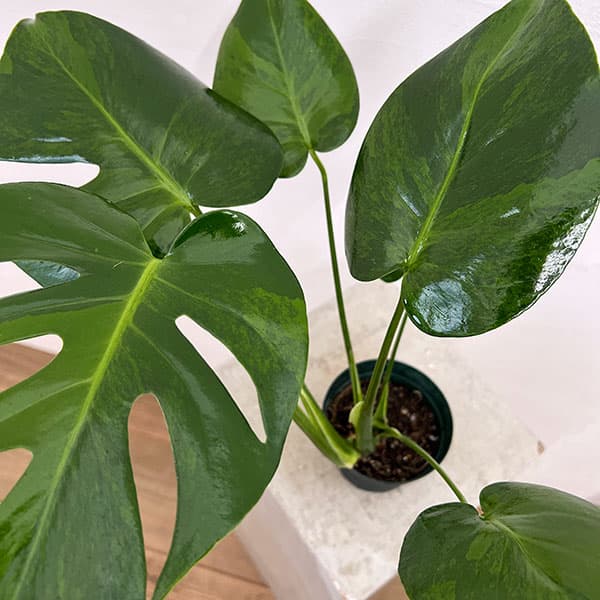 園芸ネット本店｜モンステラ：デリシオサ グリーンオングリーン 3号24