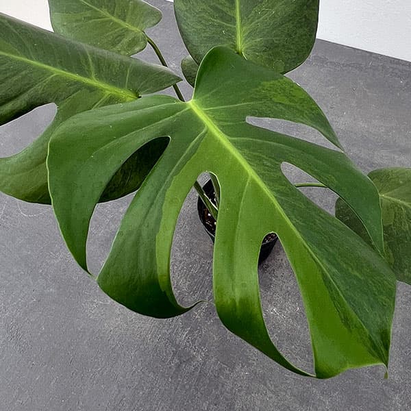 園芸ネット本店｜モンステラ：デリシオサ グリーンオングリーン 3号24