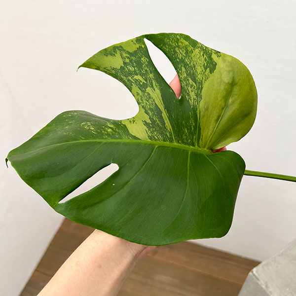 園芸ネット本店｜モンステラ：デリシオーサ 斑入り（実生株） 5号24-04