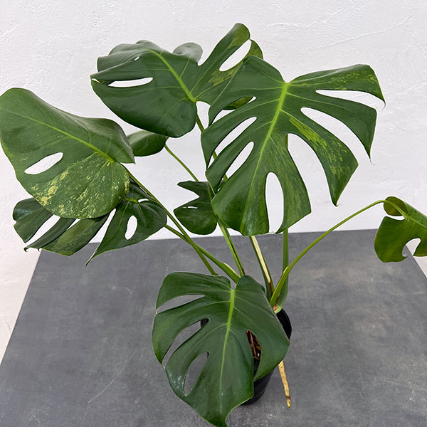 園芸ネット本店｜モンステラ：デリシオーサ 斑入り（実生株） 5号24-04