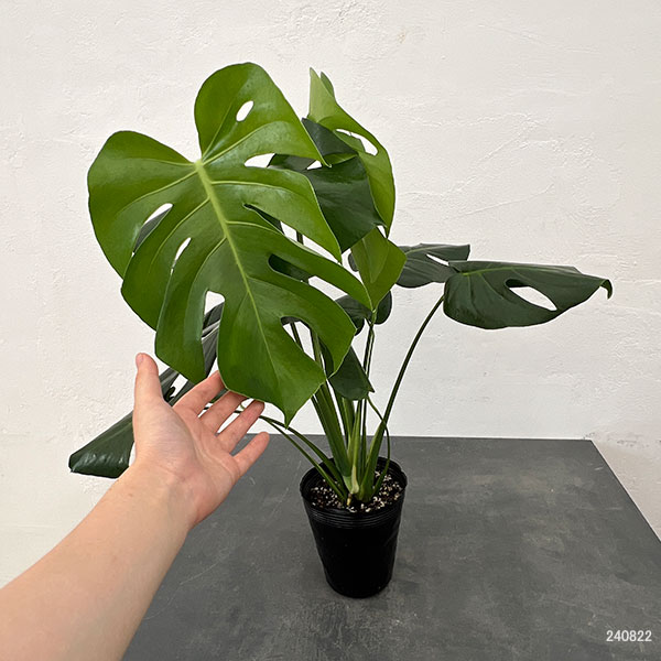 園芸ネット本店｜モンステラ：デリシオーサ 斑入り（実生株） 5号24-03