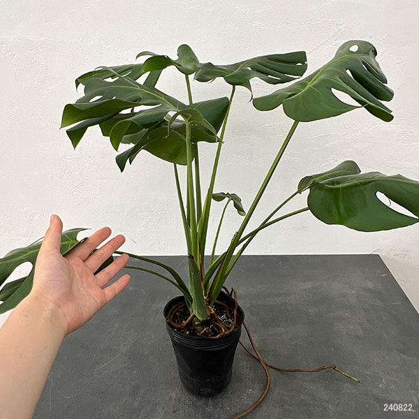 園芸ネット本店｜モンステラ：デリシオーサ 斑入り（実生株） 5号24-05