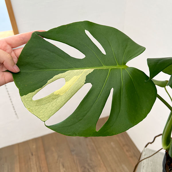 園芸ネット本店｜モンステラ：デリシオーサ 斑入り（実生株） 5号24-05