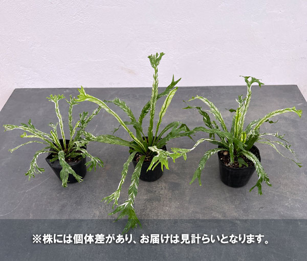 園芸ネット本店｜[ザ・ファームセレクト]アスプレニウム：ニダス