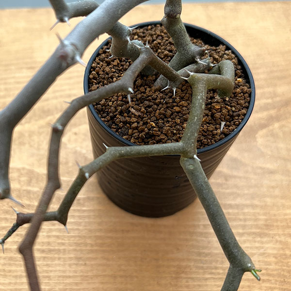 園芸ネット本店｜デカリア：マダガスカリエンシス 2.5号鉢植え の通販