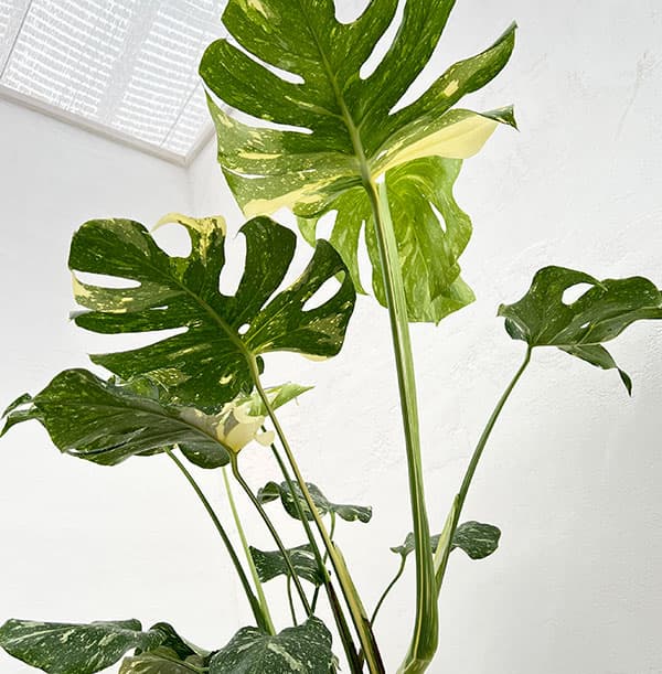 園芸ネット本店｜モンステラ：デリシオーサ：タイコンステレーション 7