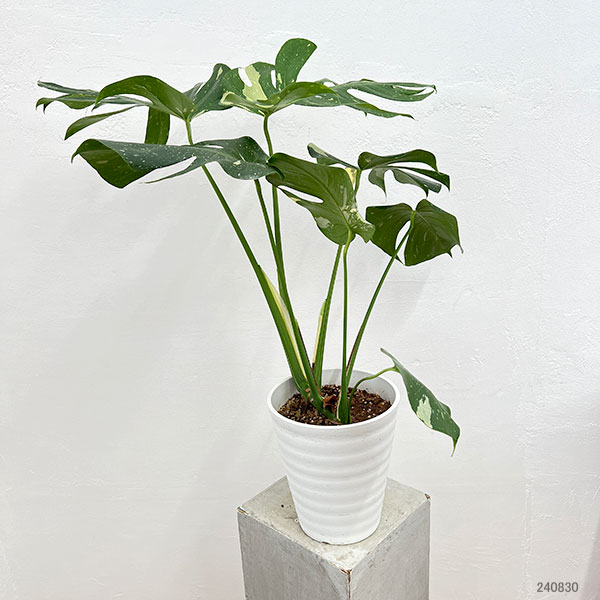 園芸ネット本店｜モンステラ：デリシオーサ：タイコンステレーション 7