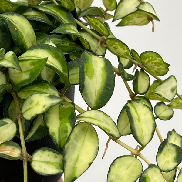 園芸ネット本店｜ホヤ：ラクノーサ ブルーノ 3号吊り鉢* の通販【公式】