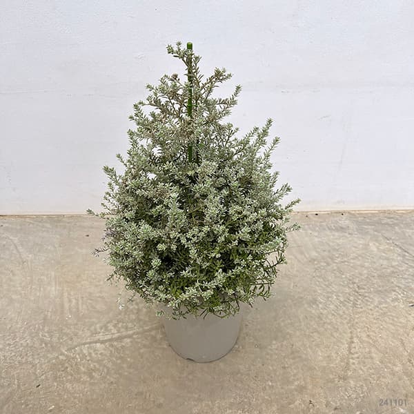 園芸ネット本店｜ウエストリンギア スモーキーホワイト・ツリー仕立て8