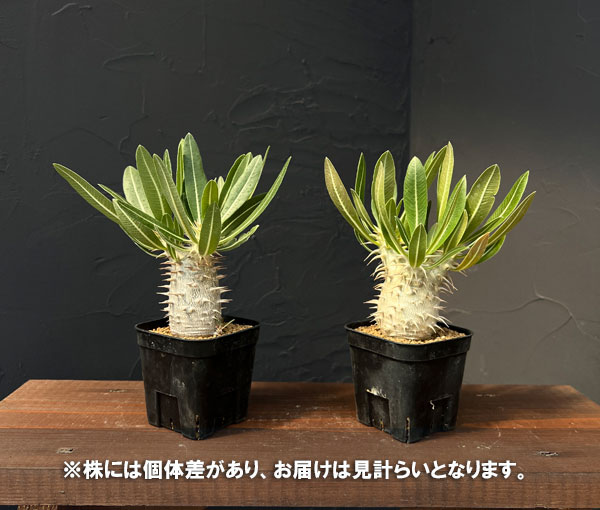 園芸ネット本店｜パキポディウム：ホロンベンセ3号鉢植え* の通販【公式】