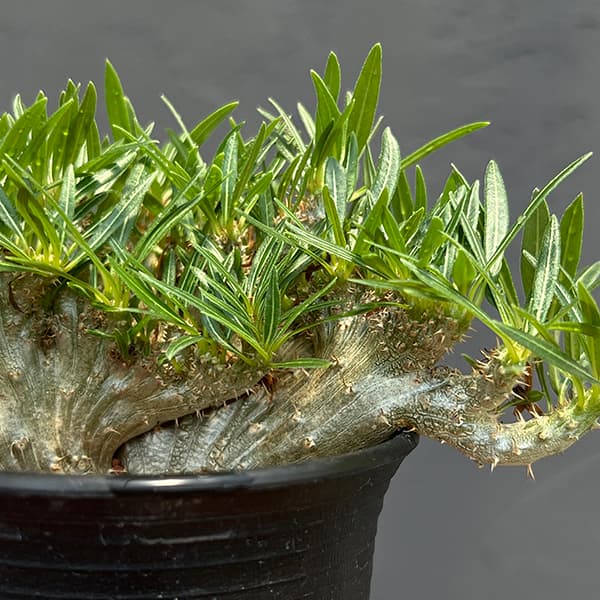 園芸ネット本店｜パキポディウム：グラキリス 綴化 3号鉢24-01 の通販