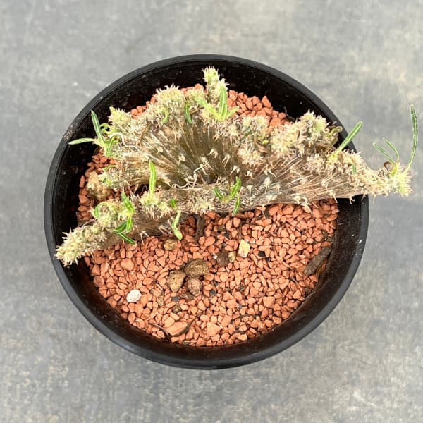 園芸ネット本店｜パキポディウム：グラキリス 綴化 3号鉢24-01 の通販