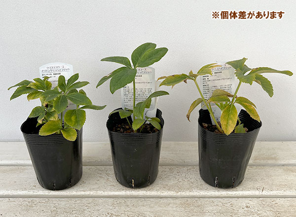 園芸ネット本店｜曽田園芸さんのクリスマスローズ：ダブルゴールド系