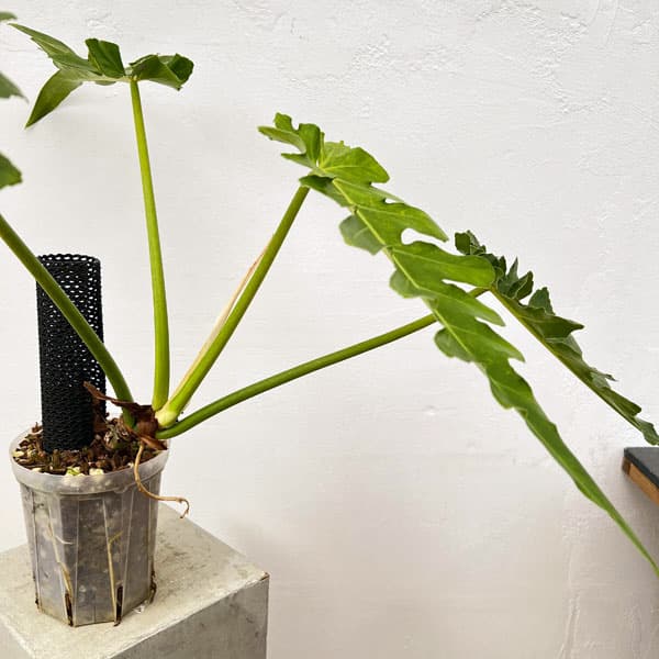 園芸ネット本店｜フィロデンドロン：ボブシー（斑入り）5号ねこチップ