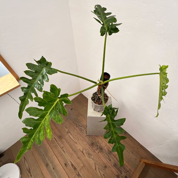 園芸ネット本店｜フィロデンドロン：ボブシー（斑入り）5号ねこチップ