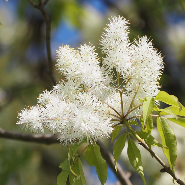 園芸ネット本店｜アオダモ（株立ち）3号ポット の通販【公式】