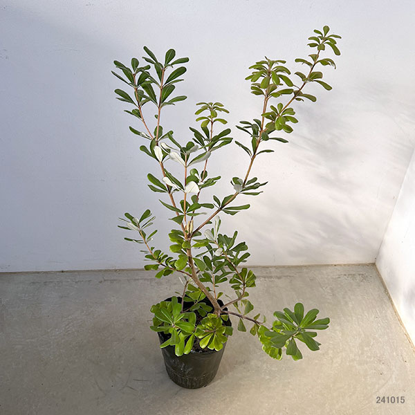 園芸ネット本店｜バンクシア：セイラ7号ポット の通販【公式】