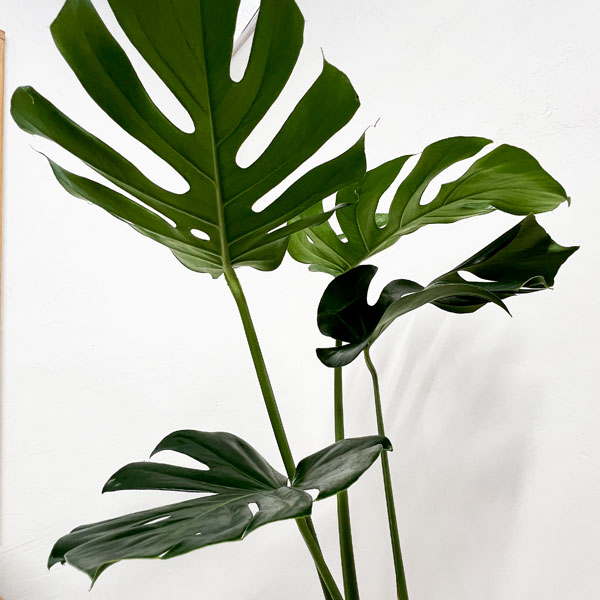 園芸ネット本店｜モンステラ：アダンソニー（幹上がり） 7号鉢植え の