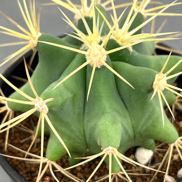 園芸ネット本店｜サボテン：王冠竜 2.5号 の通販【公式】