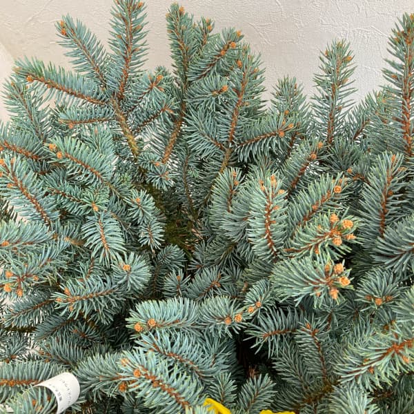 園芸ネット本店｜ピセアプンゲンス（プンゲンストウヒ）：グラウカ