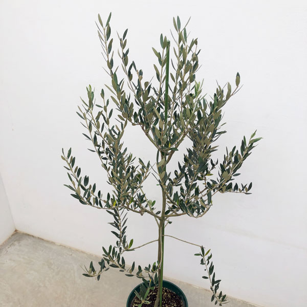 園芸ネット本店｜オリーブ：カヨンヌ 8号鉢植え* の通販【公式】