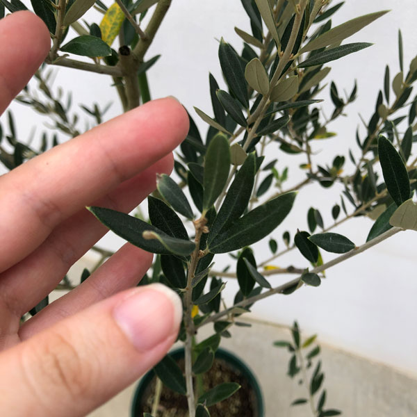 園芸ネット本店｜オリーブ：カヨンヌ 8号鉢植え* の通販【公式】