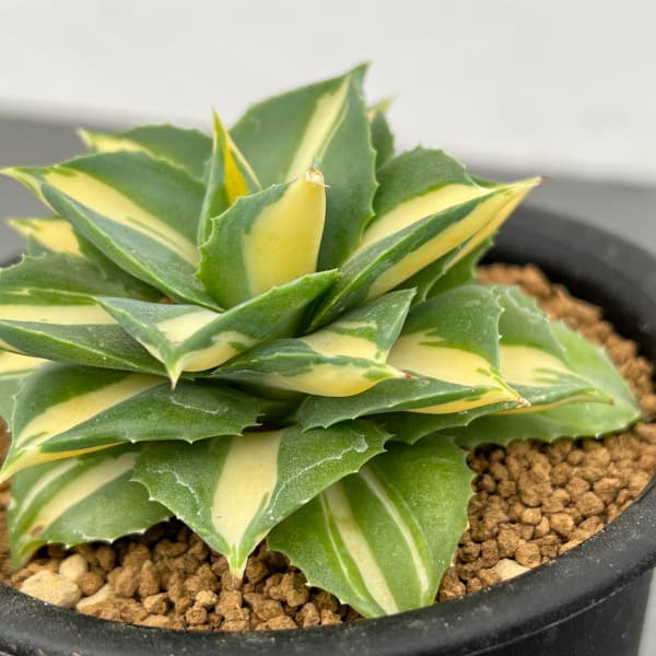 園芸ネット本店｜[ザ・ファームセレクト]アガベ：鮮明黄色中斑王妃雷神