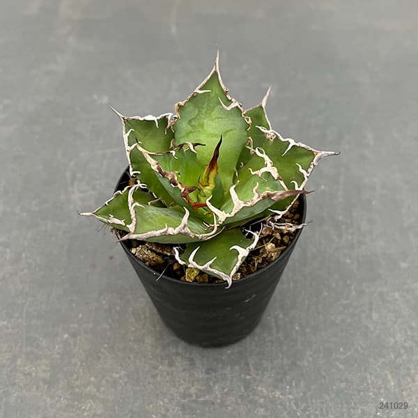 園芸ネット本店｜アガベ：チタノタ シーザー 3号鉢植え* の通販【公式】