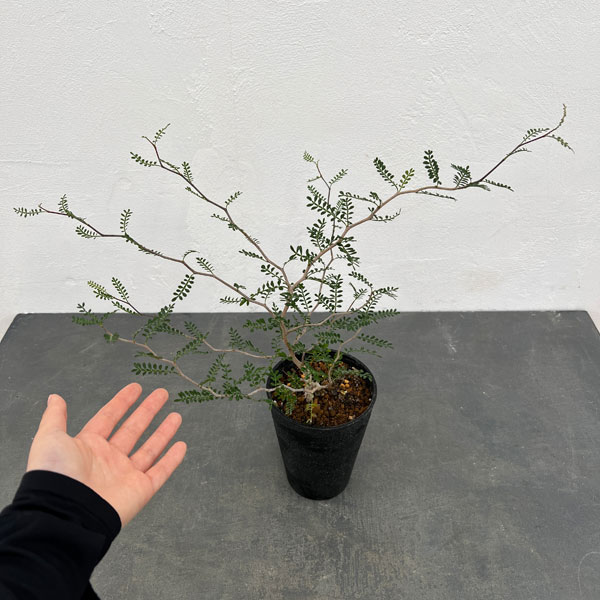 園芸ネット本店｜[ザ・ファームセレクト]オペルクリカリア：パキプス