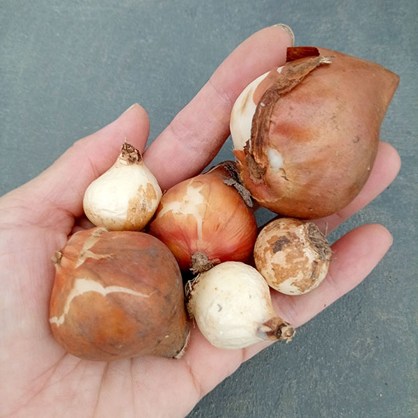 園芸ネット本店｜球根セット：球根ギフトボックス 約50球入り の通販