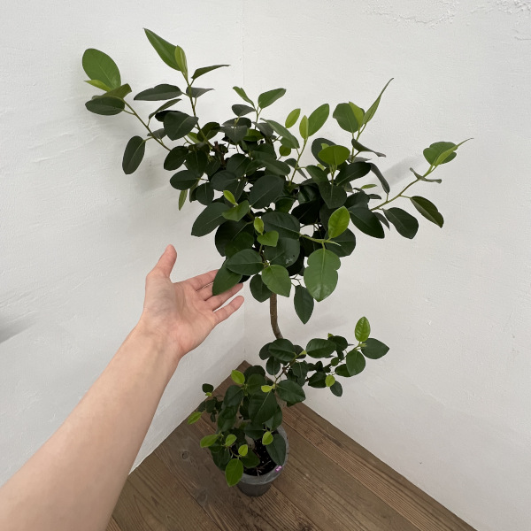 園芸ネット本店｜フィカス：ルビキノーサ（フランスゴム） 曲がり 7号